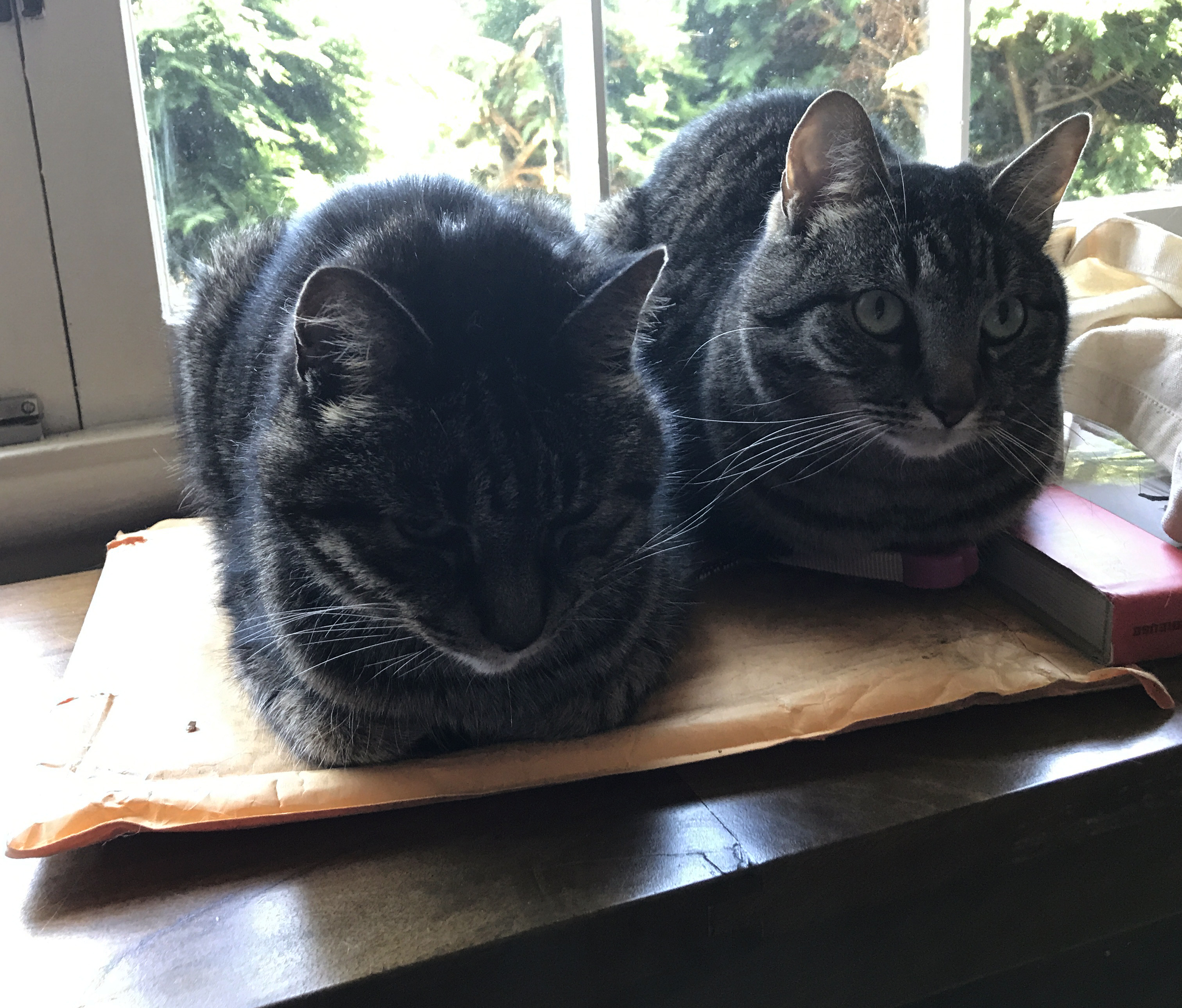 Two cats sit on a padded envelope on a bench