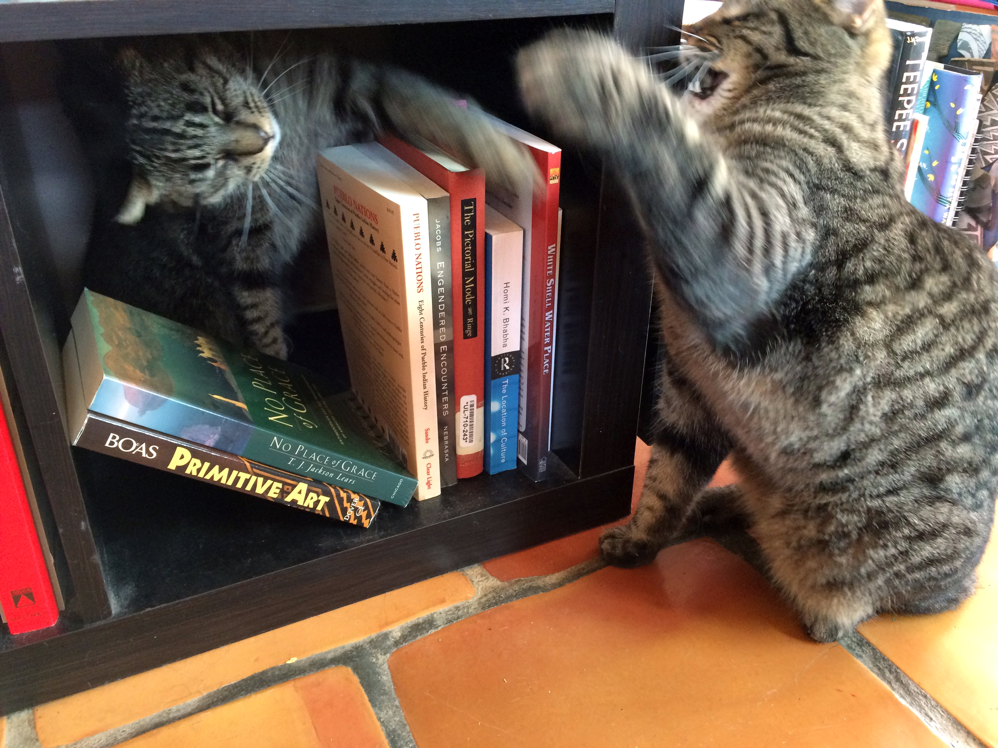 A cat in a bookshelf fights with another cat