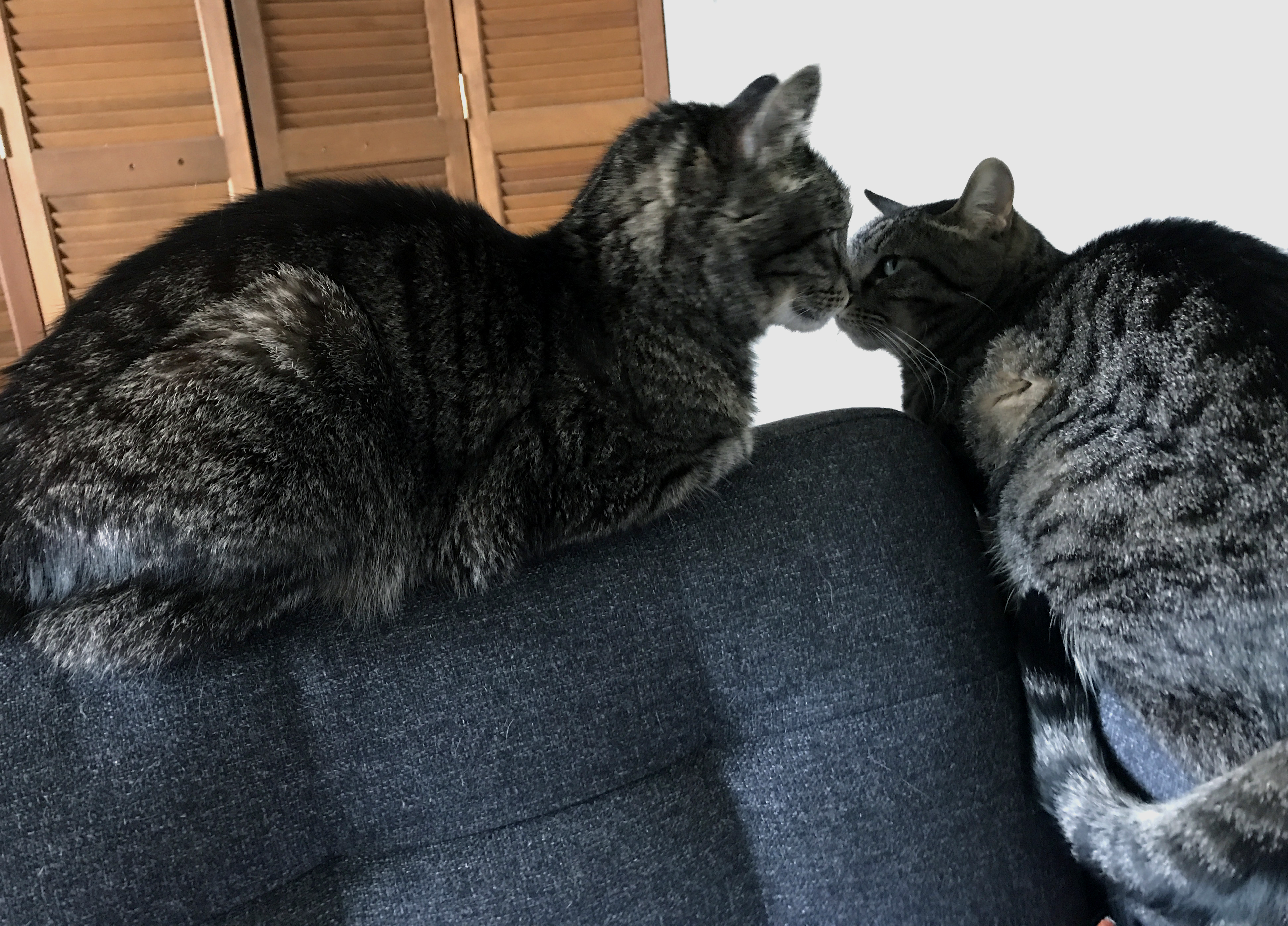 Two cats stare at each other while sitting very close on a couch