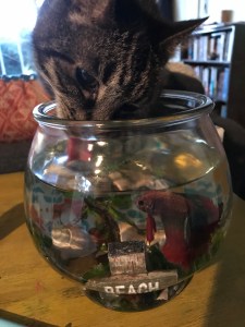 A cat drinks out of a fish tank
