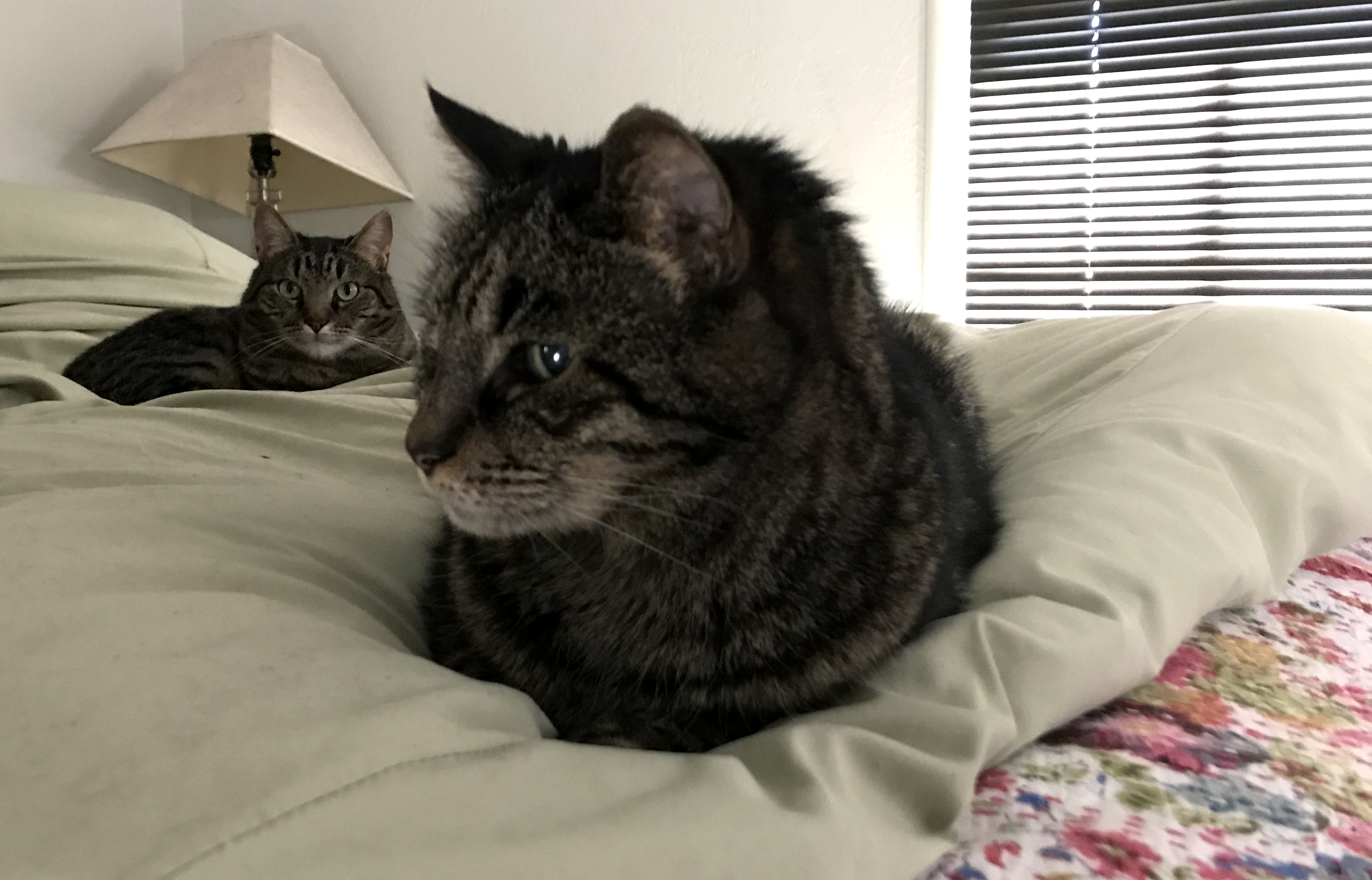 A cat is in the foreground and a cat is in the background