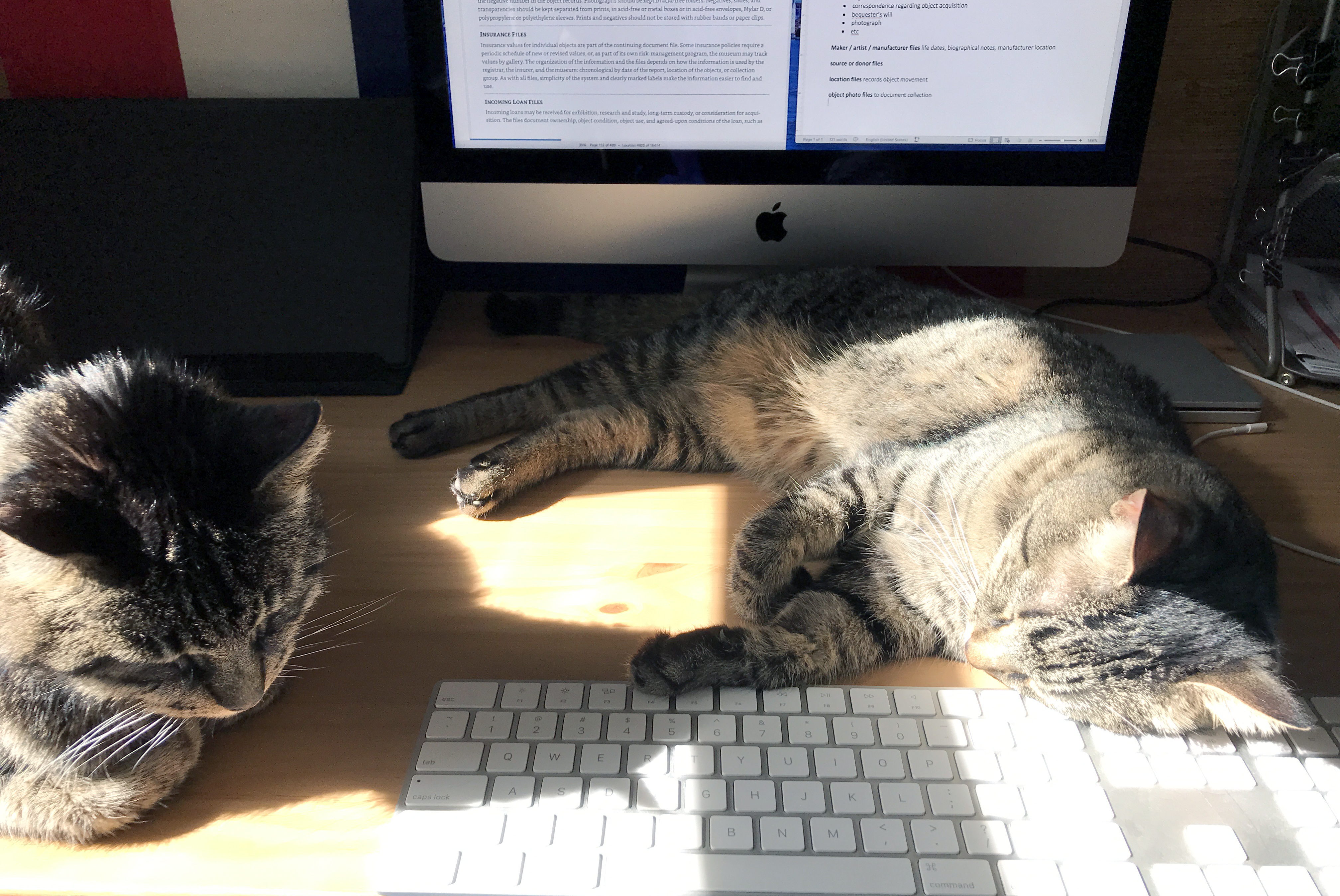 A cat lays across a computer keyboard in the sun