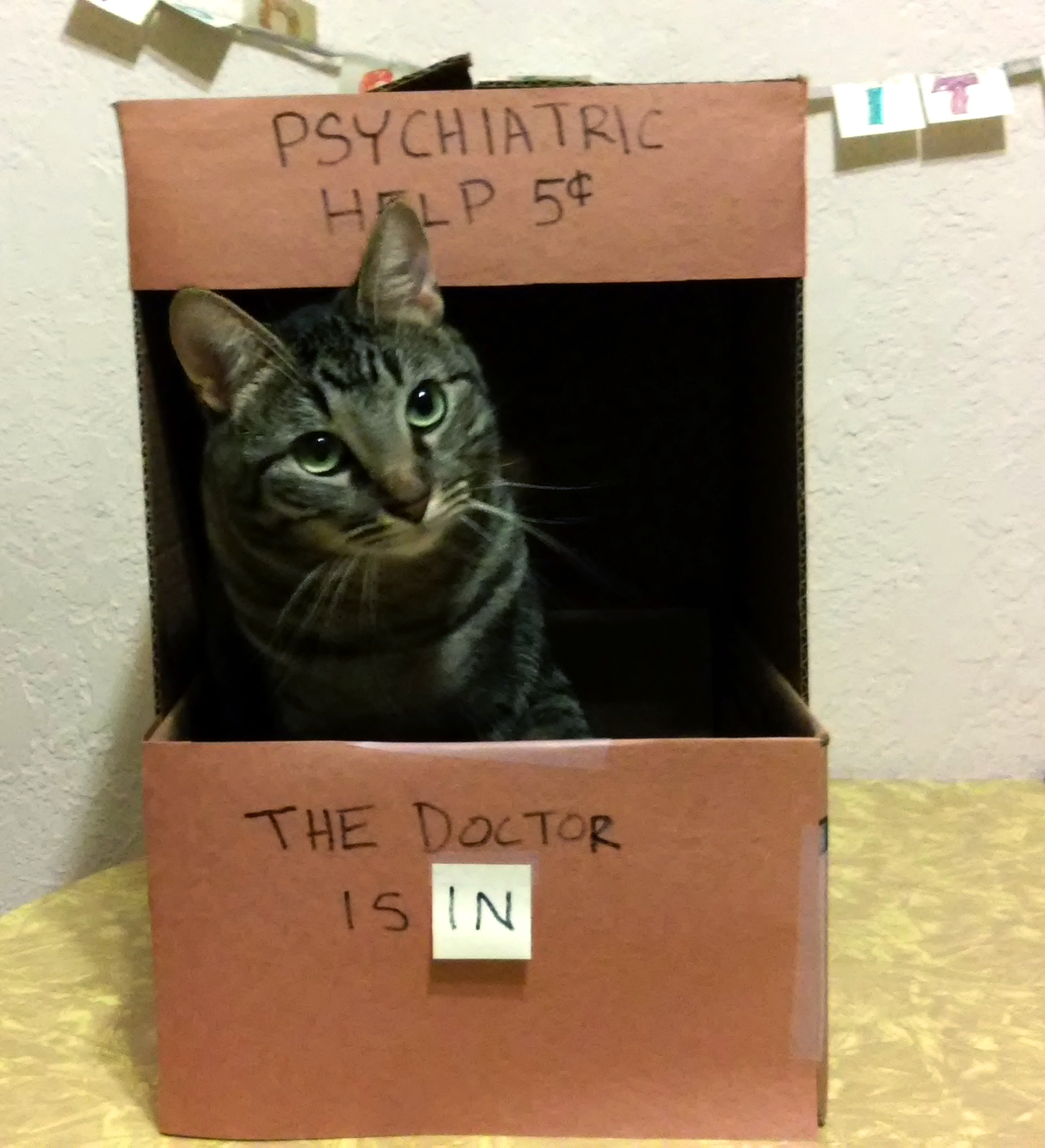 A cat sits inside a dr’s booth