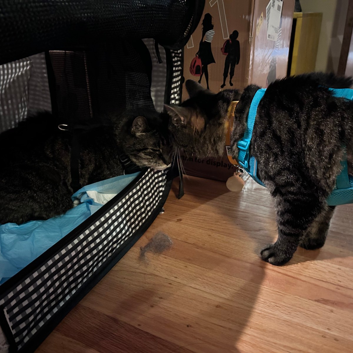 From Berkeley to Boston: Cats Go Coast to&nbsp;Coast