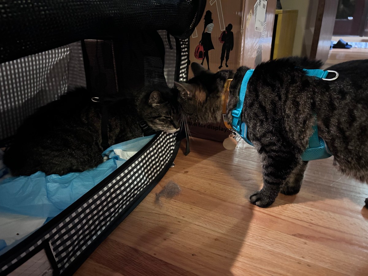 From Berkeley to Boston: Cats Go Coast to&nbsp;Coast