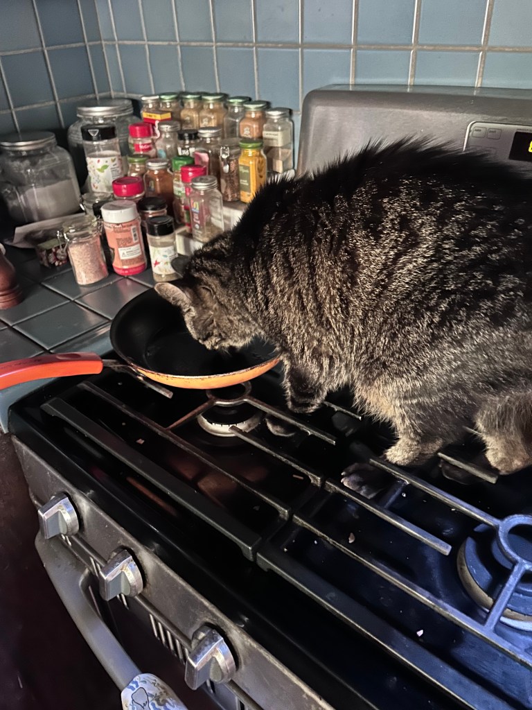 Oskar on the stove top licking a pan.